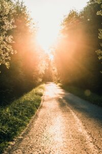 Herbe verte et arbres pendant la journée